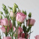 Light Pink Lisianthus (Bulk DIY)