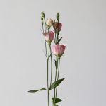 Light Pink Lisianthus (Bulk DIY)