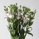 Purple Rim Lisianthus (Bulk DIY)