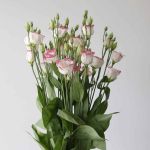 Pink Rim Lisianthus (Bulk DIY)