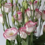 Pink Rim Lisianthus (Bulk DIY)