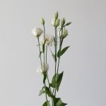 White Lisianthus (Bulk DIY)