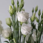 White Lisianthus (Bulk DIY)
