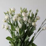 White Lisianthus (Bulk DIY)