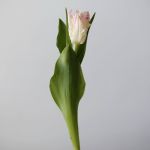 Cabana Parrot Tulips (Bulk DIY)