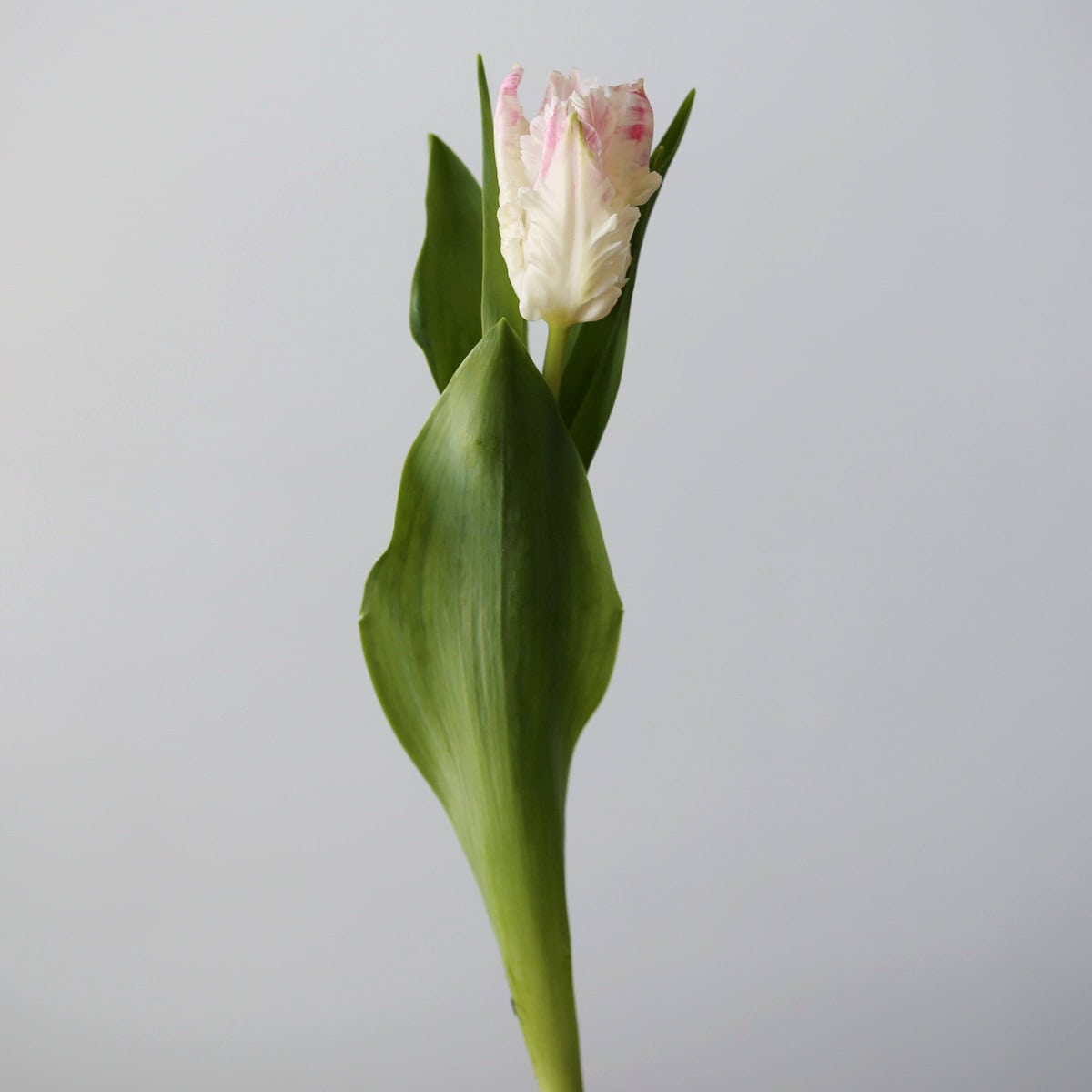 Cabana Parrot Tulips