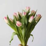 Cabana Parrot Tulips (Bulk DIY)
