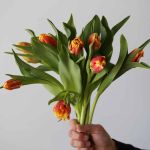 Tulipes Perroquet Deejay en vrac