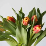 Tulipes Perroquet Deejay en vrac