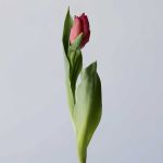 Marvel Parrot Tulips (Bulk DIY)