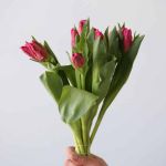 Marvel Parrot Tulips (Bulk DIY)