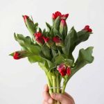 Seadov Parrot Tulips (Bulk DIY) (240 stems)