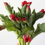 Tulipes Perroquet Seadov en vrac