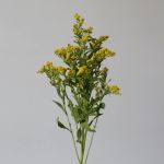 Solidago Golden Glory (Bulk DIY)