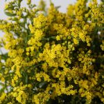 Solidago Golden Glory (Bulk DIY)