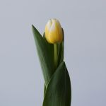 Antartica Flame Single Tulips (Bulk DIY)