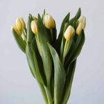 Antartica Flame Single Tulips (Bulk DIY)