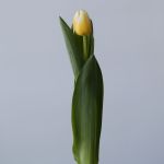 Antartica Flame Single Tulips (Bulk DIY)