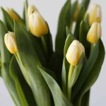 Antartica Flame Single Tulips (Bulk DIY)