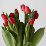 Curry Single Tulips (Bulk DIY)