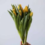 Lions Glory Single Tulips (Bulk DIY)