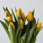 Lions Glory Single Tulips (Bulk DIY)