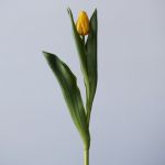 Lions Glory Single Tulips (Bulk DIY)