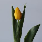 Assorted Single Tulips (Bulk DIY)