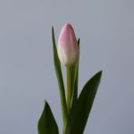 Assorted Single Tulips (Bulk DIY)