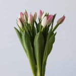 Memphis Single Tulips (Bulk DIY)
