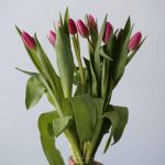 Milkshake Single Tulips (Bulk DIY)