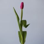 Milkshake Single Tulips (Bulk DIY)