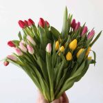 Tulipes simple