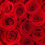 Bulk Roses