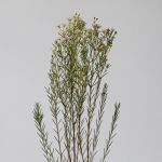 White Chamelaucium (Waxflowers) (Bulk DIY)