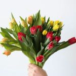 Tulipes en vrac