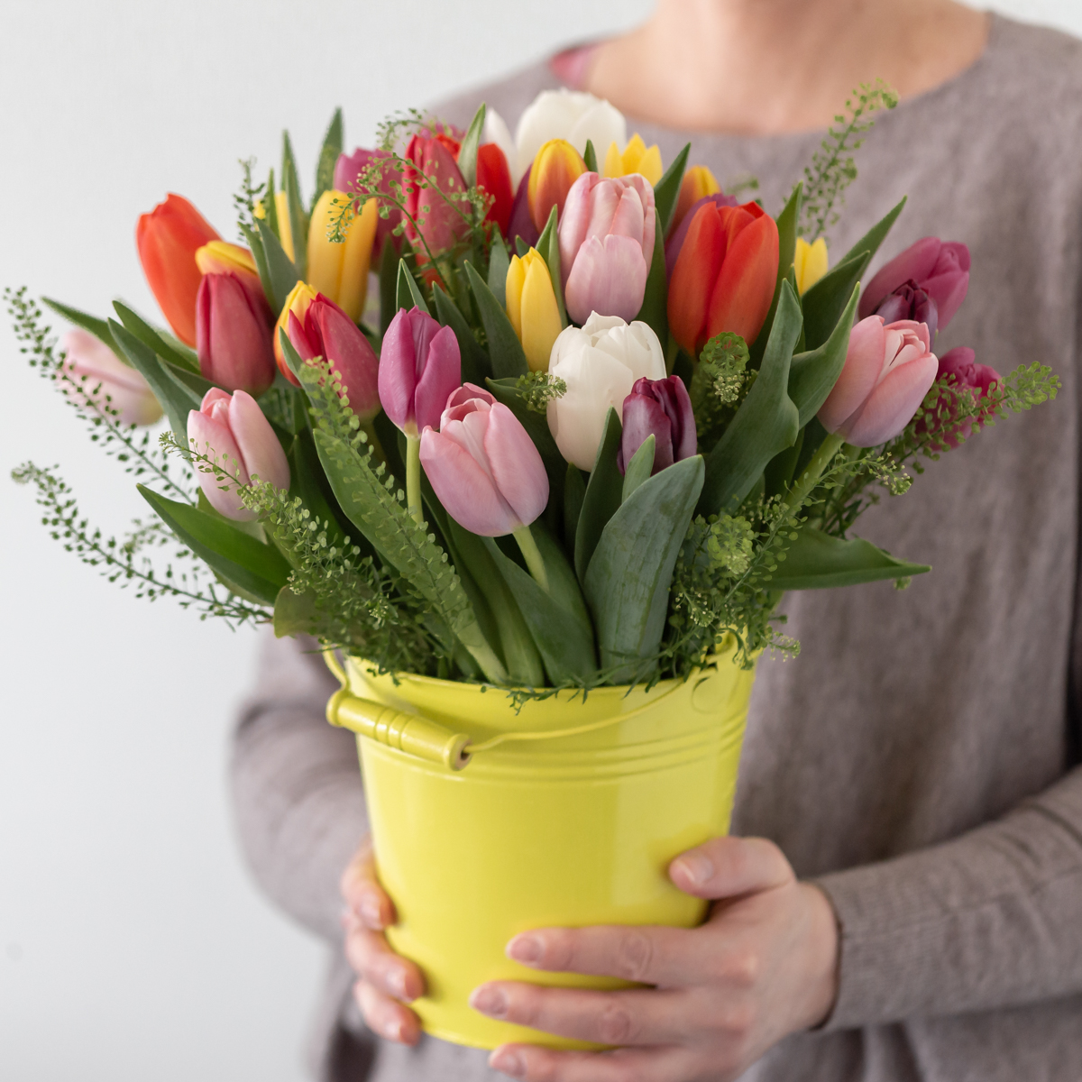 Canadian Tulips Garden In hands
