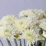 Chrysanthemum Polaris (Bulk DIY)