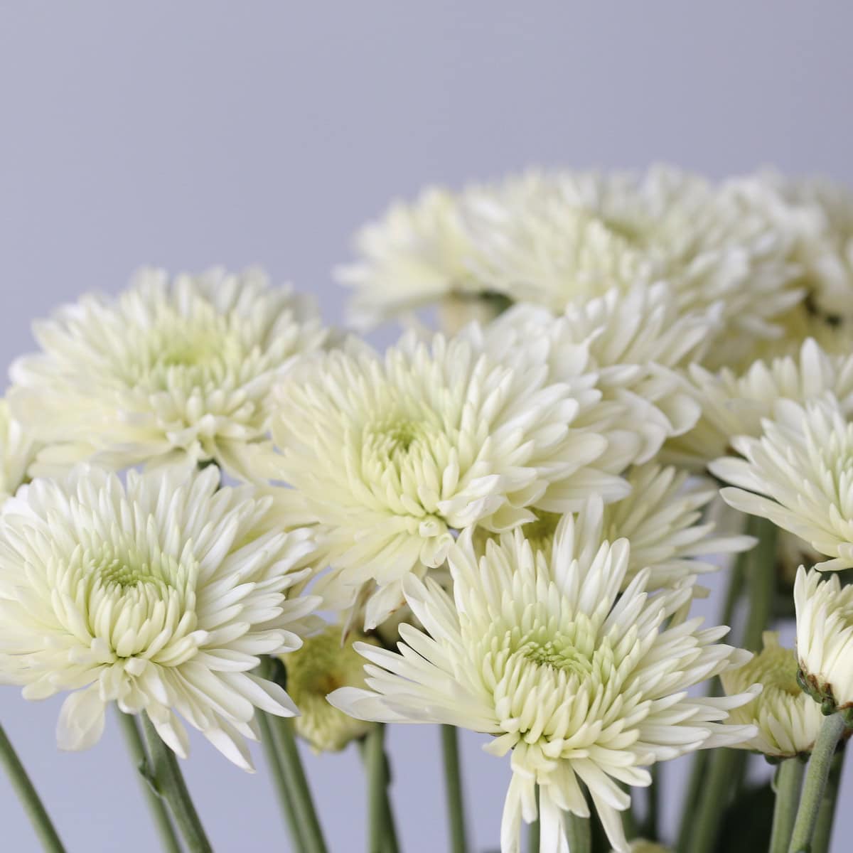 Chrsysanthemum Polaris