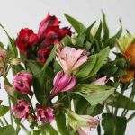 Alstroemeria Standard Assorted (Bulk DIY)