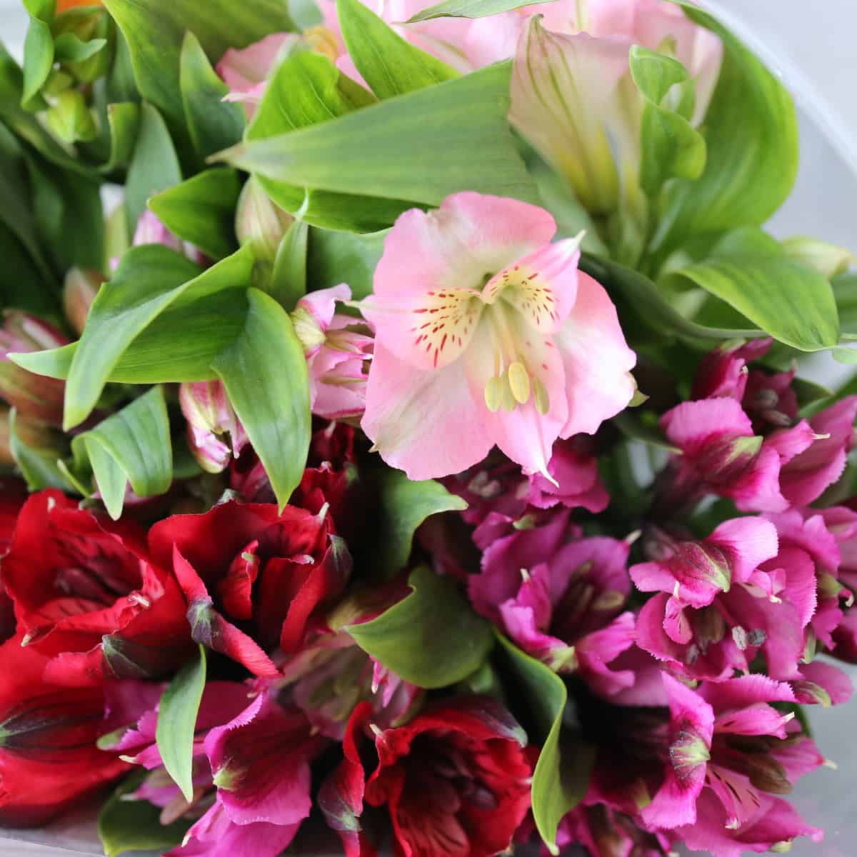 Alstroemeria Standard Assorted (Bulk DIY)
