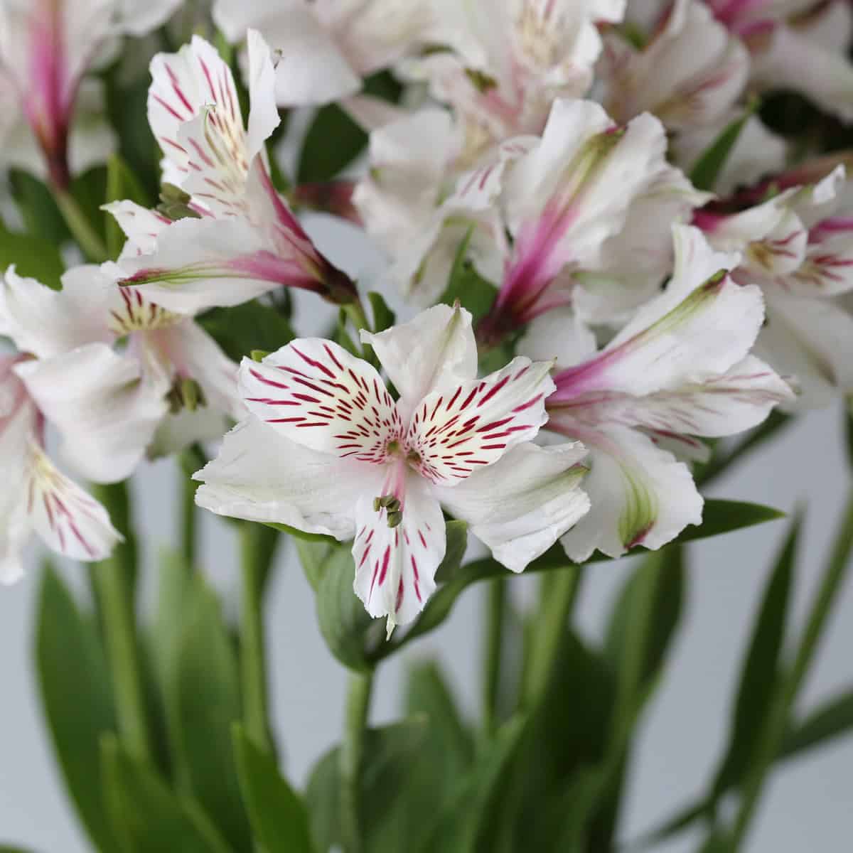 Alstroemeria Perfection Himalaya White