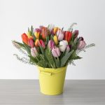 Canadian Tulip Garden (Standard)