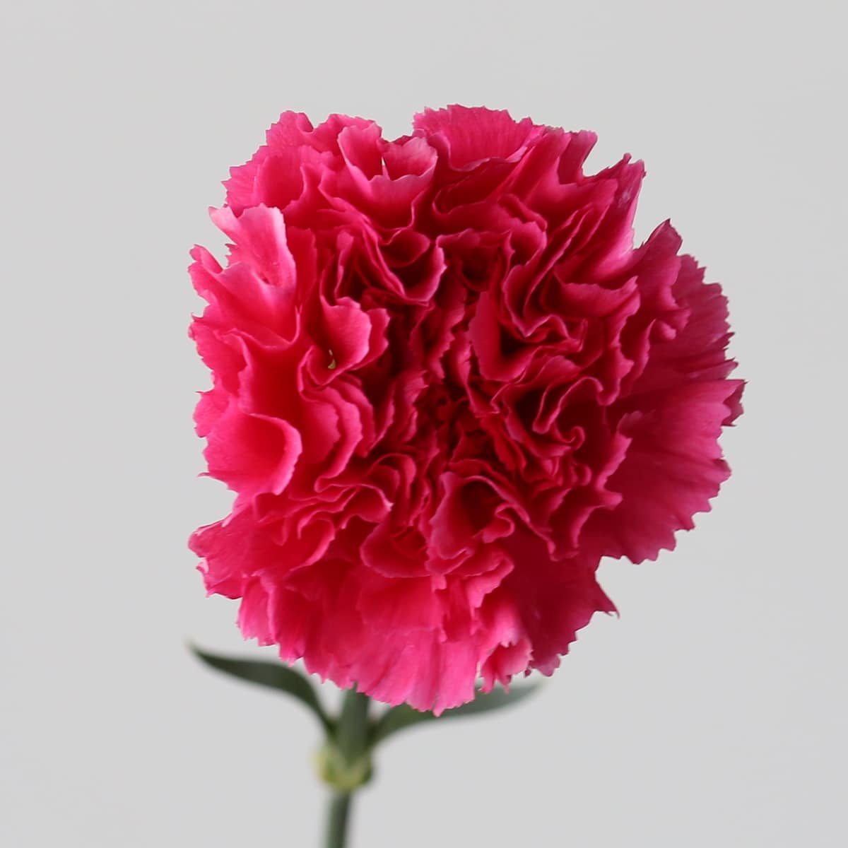 Fuchsia carnation Bulk DIY