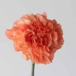 Orange Carnations (Bulk DIY)