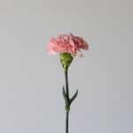 Pink Carnations (Bulk DIY)