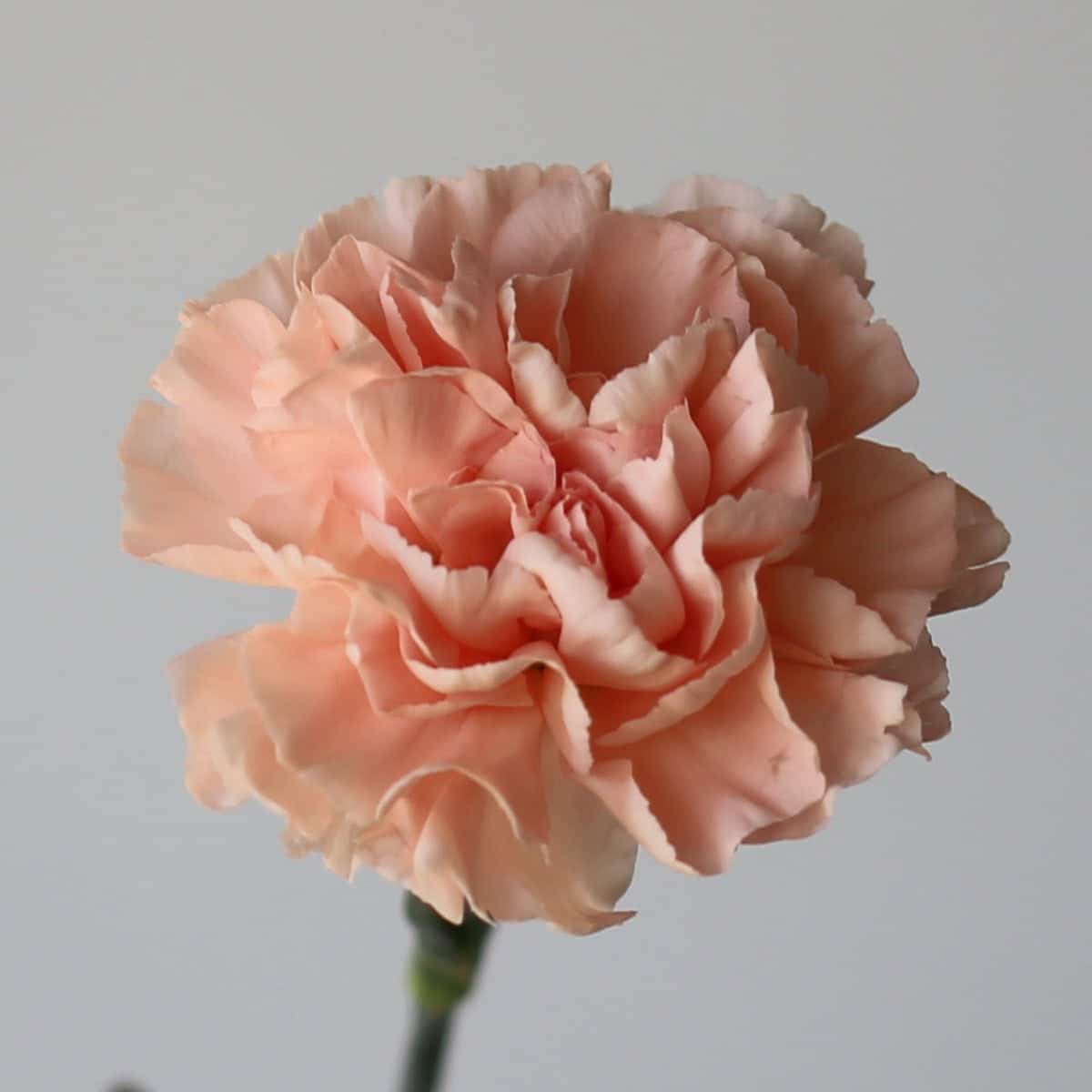 Carnations Peach Bulk DIY