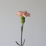 Peach Carnations (Bulk DIY)