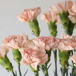 Peach Carnations (Bulk DIY)