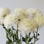 Chrysanthèmes Cremon Disbud Blanc en vrac